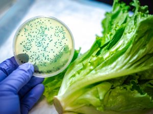 Petri dish used for air monitoring in a food facility, analysing air quality near fresh lettuce.